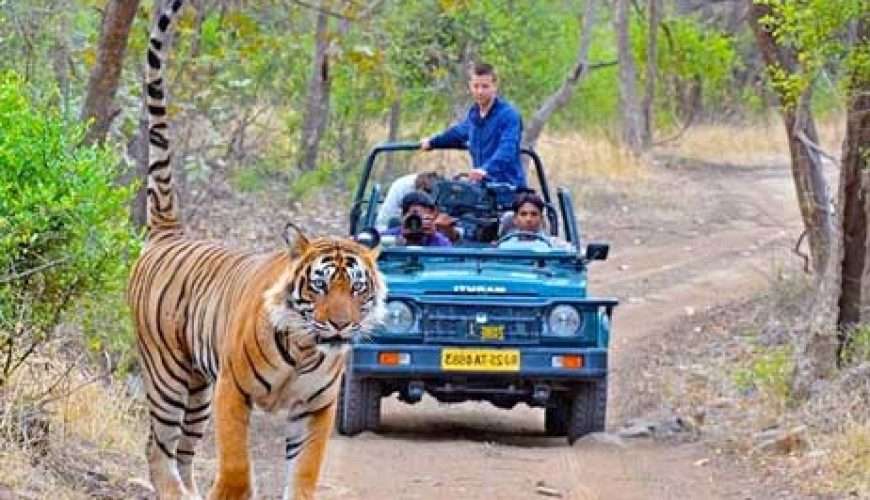 Ranthambore Jeep Safari